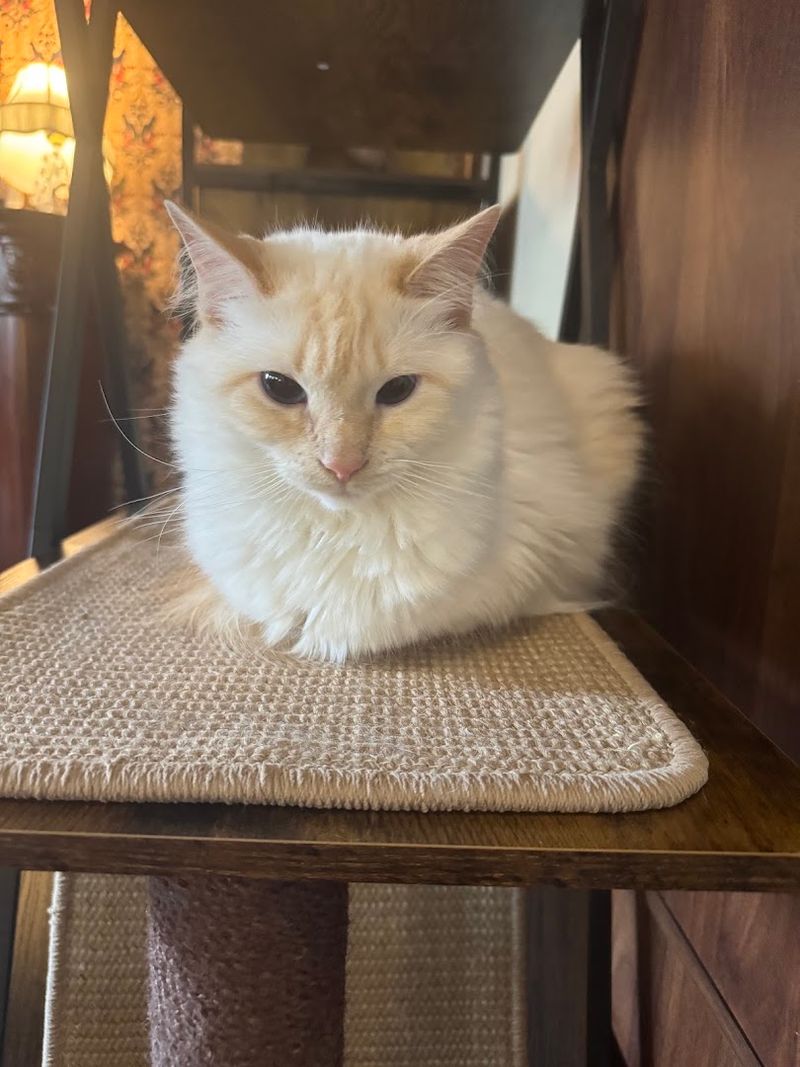 Meet Gilda, the Feline Ambassador Meet Gilda, the Feline Ambassador