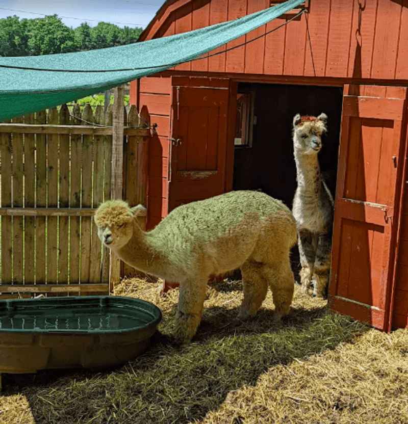 Meet the Animals: A Walk Worth Taking Meet the Animals: A Walk Worth Taking