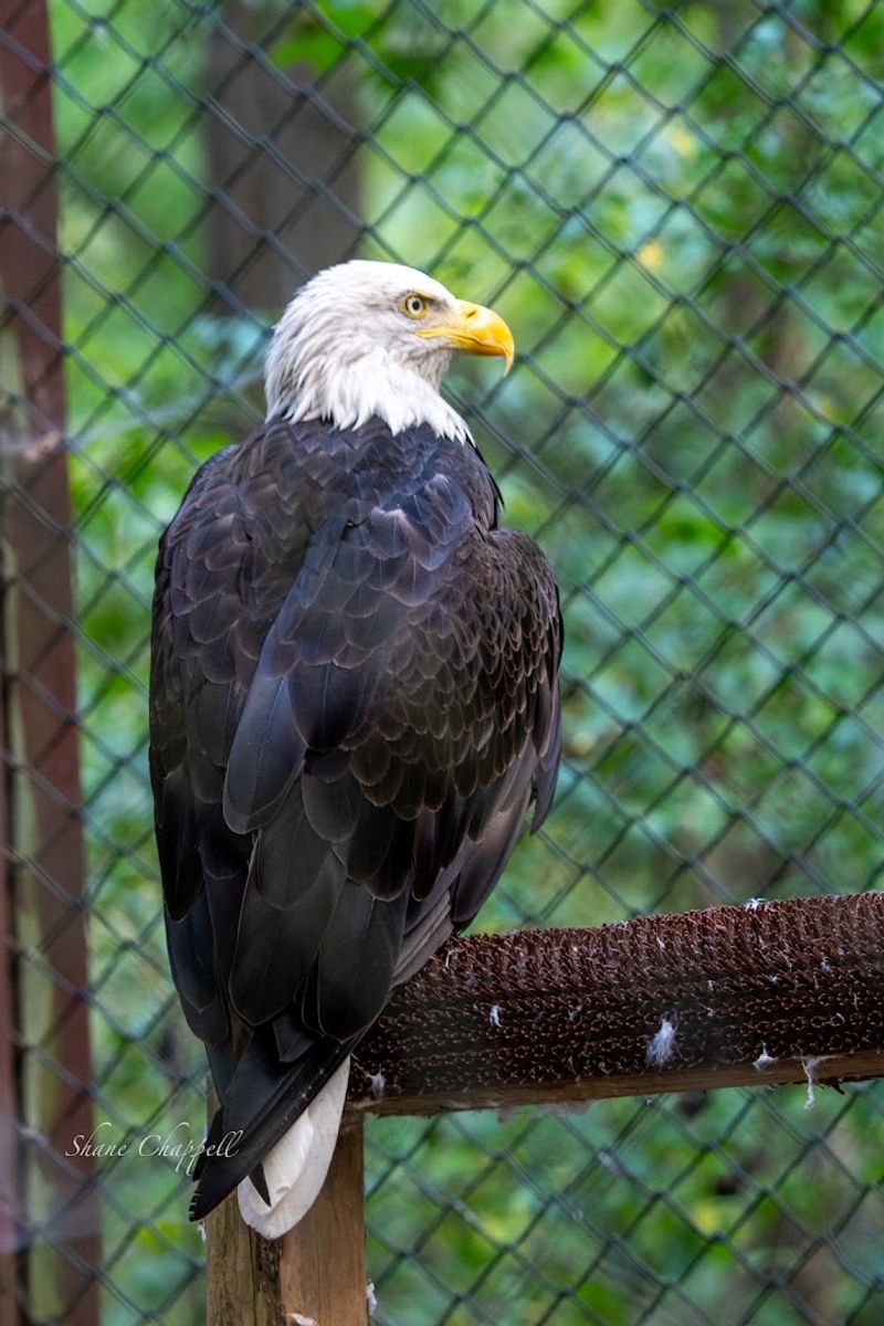 Meet the Birds: From Tiny Owls to Bald Eagles Meet the Birds: From Tiny Owls to Bald Eagles