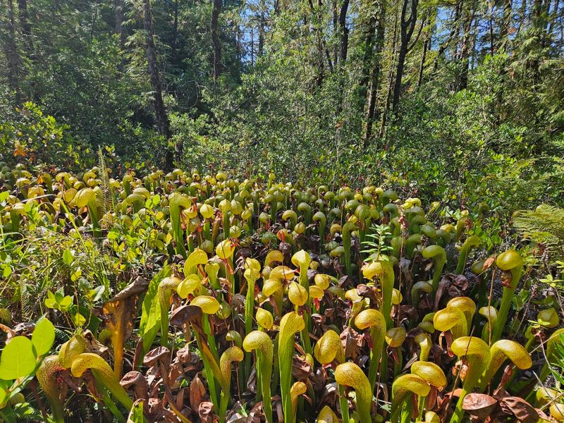 Meet the Cobra Lily: Nature's Most Dramatic Insect Trap Meet the Cobra Lily: Nature's Most Dramatic Insect Trap