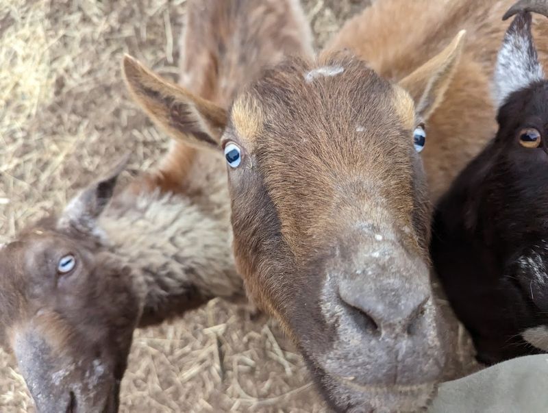 Meet the Residents: A Farmily Like No Other Meet the Residents: A Farmily Like No Other