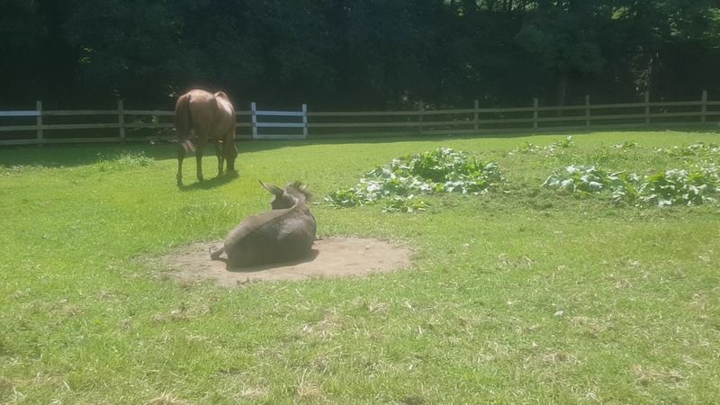 Meet the Residents: Goats, Donkeys, Alpacas, and More Meet the Residents: Goats, Donkeys, Alpacas, and More
