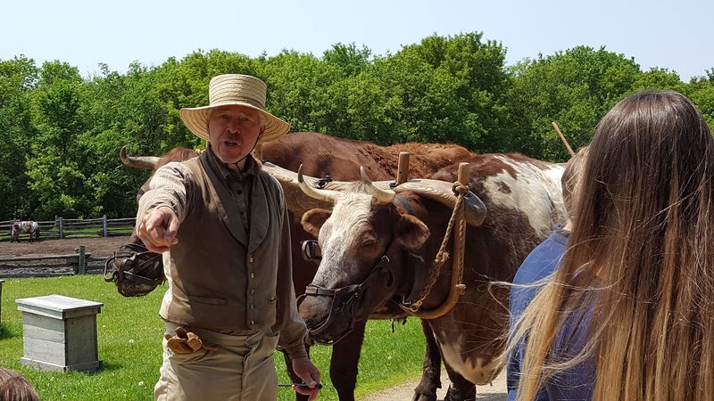Meeting Blaze the Ox