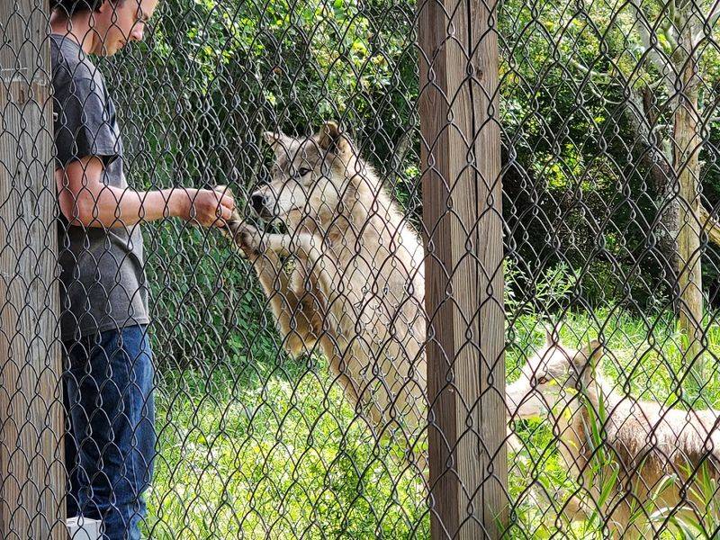 Meeting the Individual Wolves Meeting the Individual Wolves