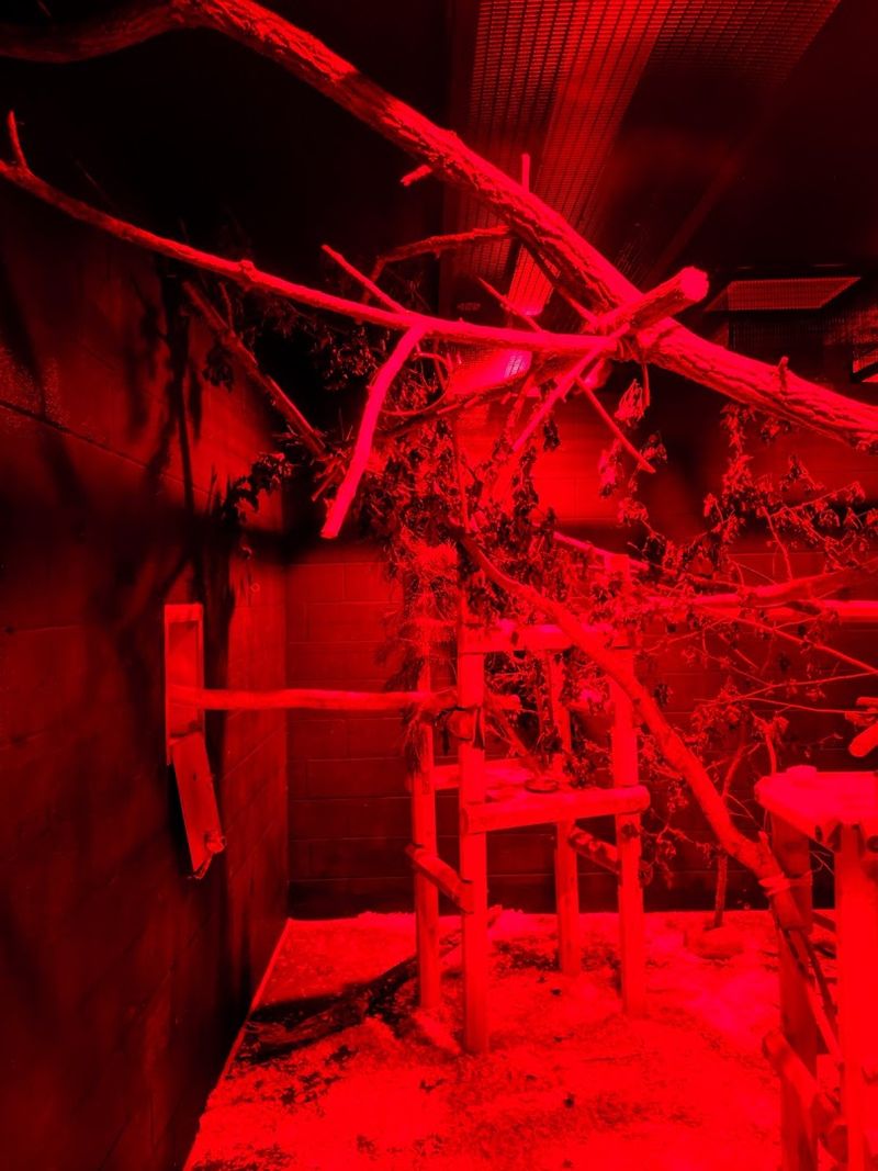 Meeting the Mysterious Aye-Aye After Dark