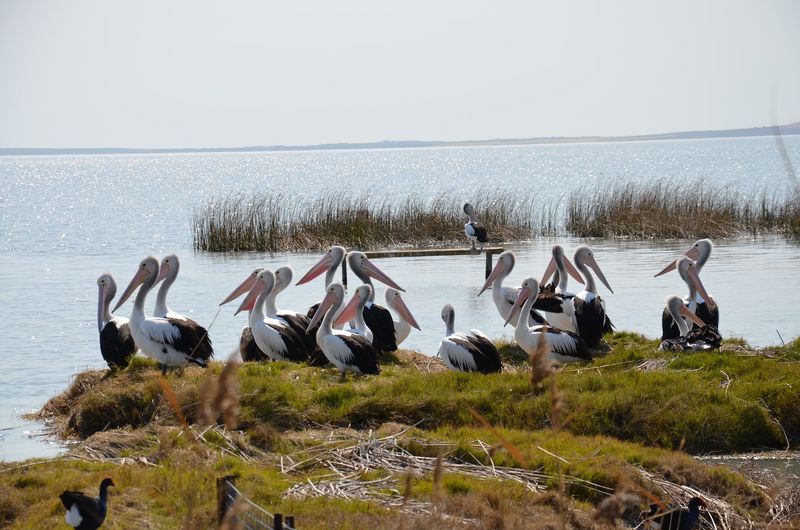 Meningie, South Australia, Australia
