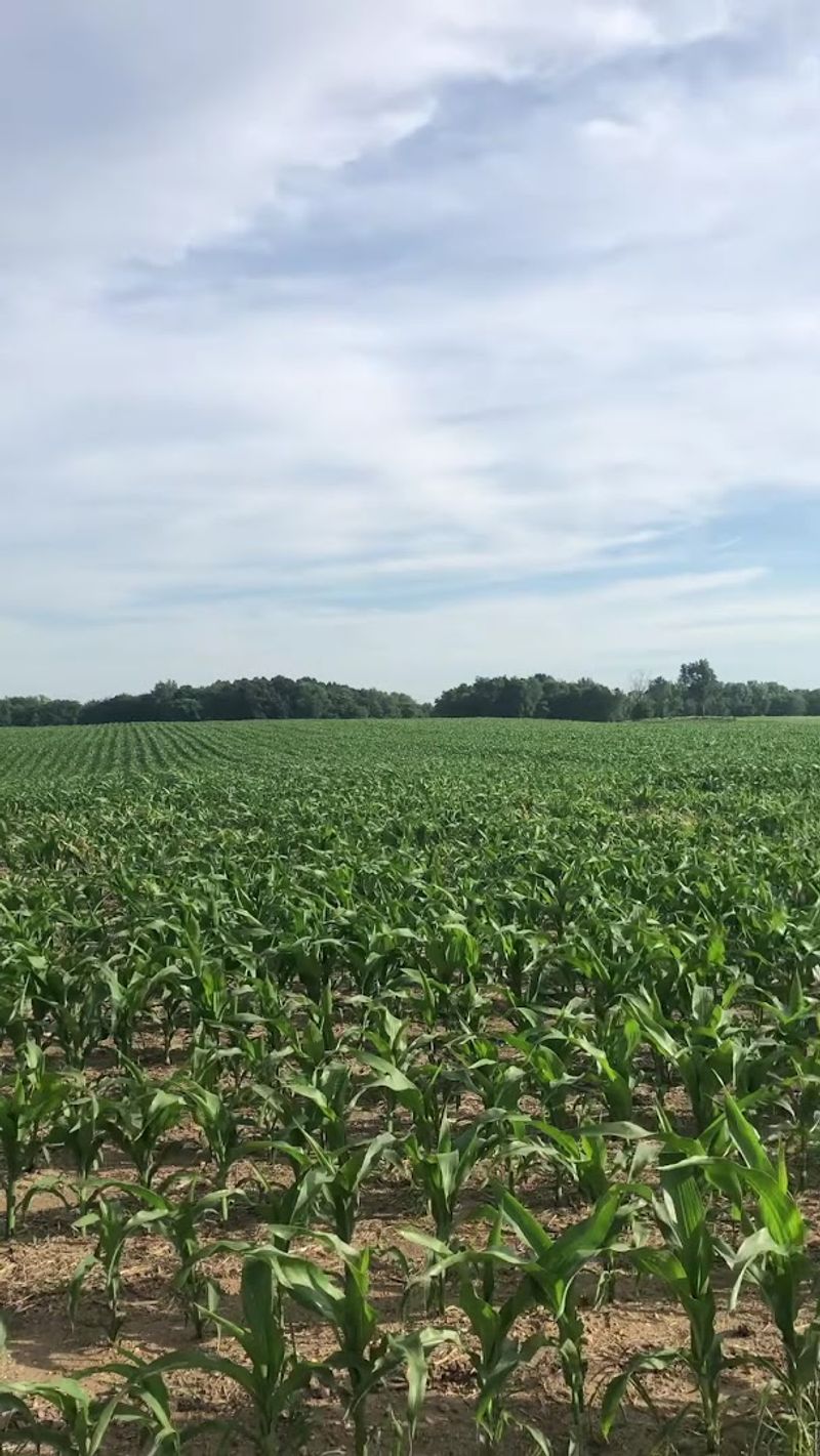 Michigan Michigan