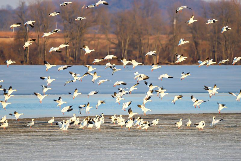 Middle Creek Wildlife Management Area, Stevens, Pennsylvania