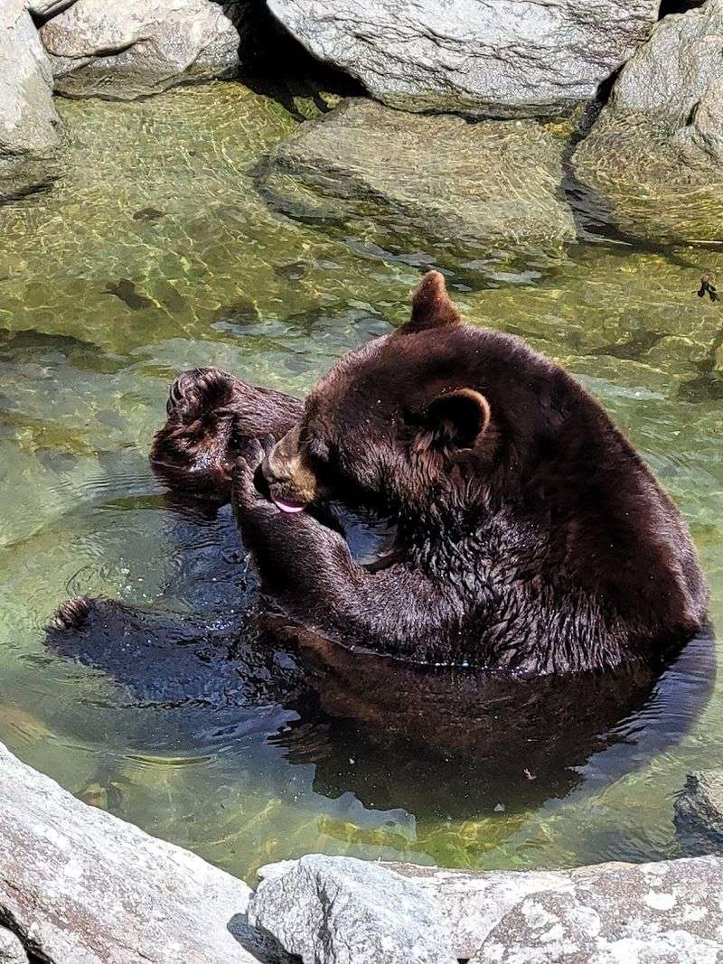 Mildred the Bear and the Environmental Habitats
