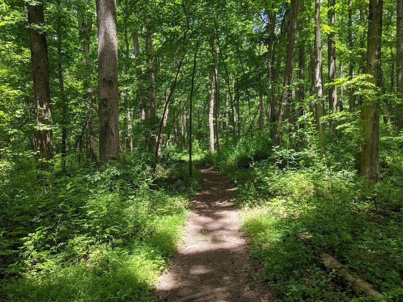 Miles of Trails Through Woodlands, Wetlands, and Swamp Forests Miles of Trails Through Woodlands, Wetlands, and Swamp Forests