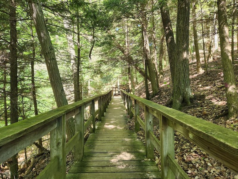 Miles of Trails Through a Forest That Feels Almost Otherworldly Miles of Trails Through a Forest That Feels Almost Otherworldly