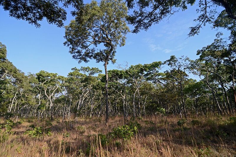 Miombo Woodlands, Central and Southern Africa