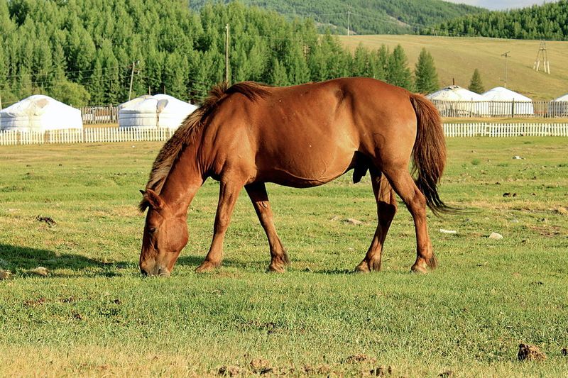 Mongolia