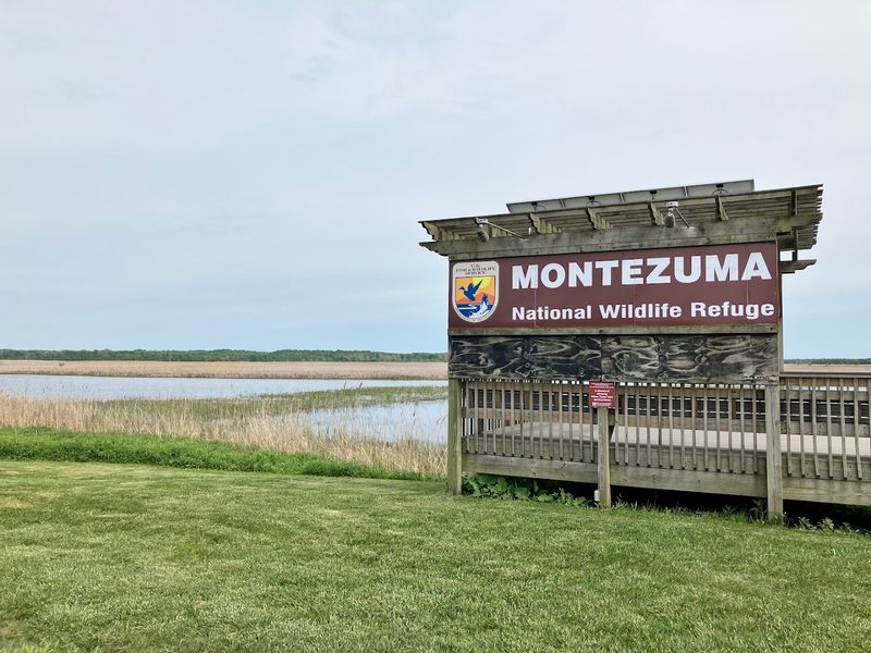 Montezuma National Wildlife Refuge, Seneca Falls, New York Montezuma National Wildlife Refuge, Seneca Falls, New York
