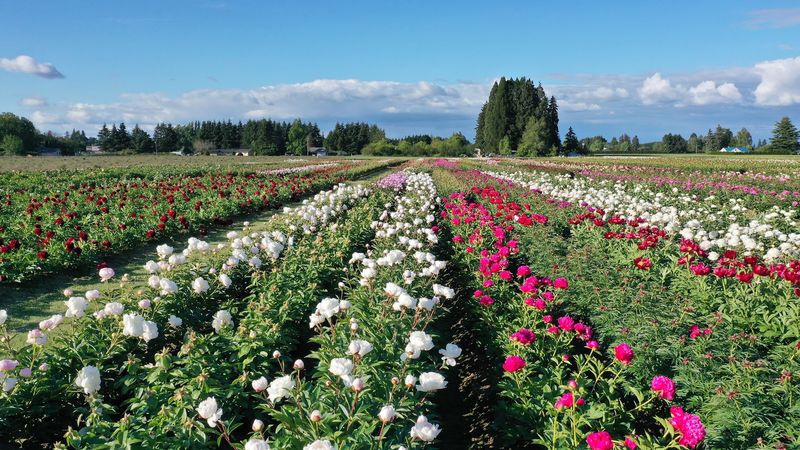 More Than 500 Varieties: The Sheer Scale of the Collection More Than 500 Varieties: The Sheer Scale of the Collection