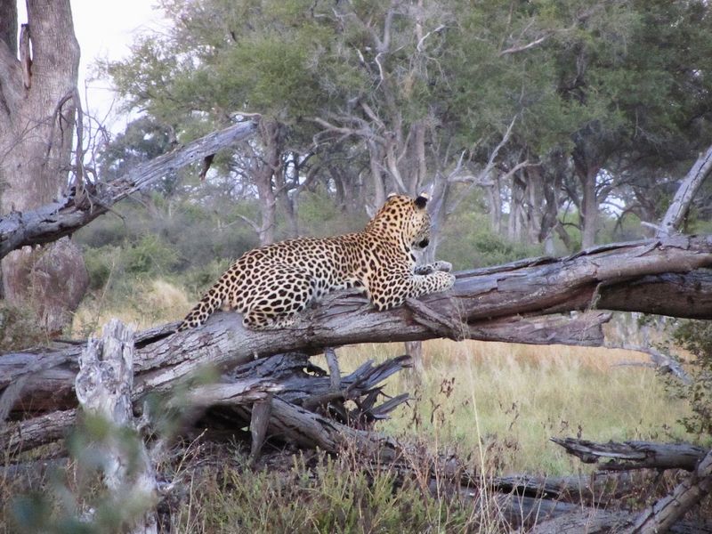 Moremi Game Reserve, North-West District, Botswana