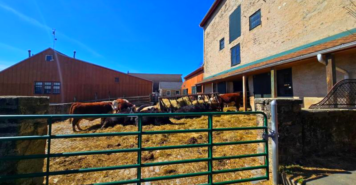 Most People Don’t Expect to Find a Working Farm With Cows and Sheep Inside Philadelphia