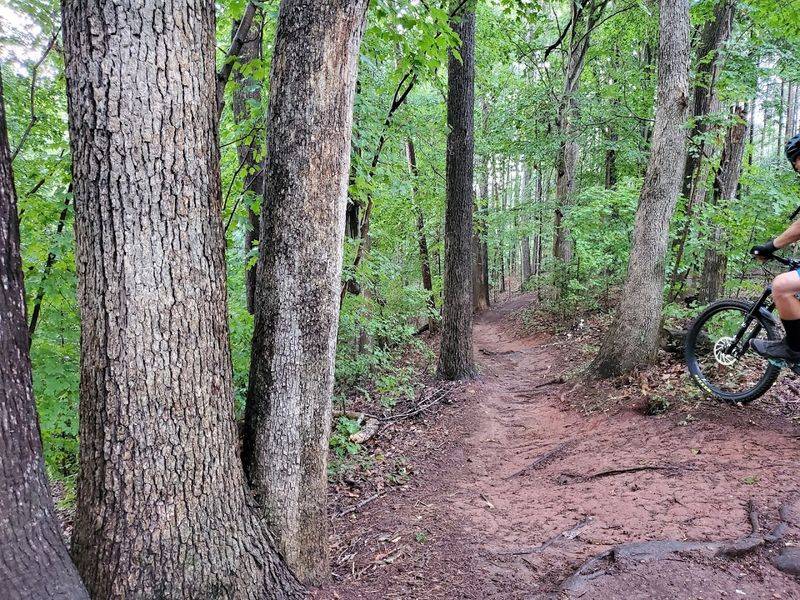 Mountain Biking Trails Through the Woods Mountain Biking Trails Through the Woods