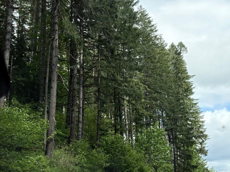 Mountain Biking and Horseback Riding Through the Trees Mountain Biking and Horseback Riding Through the Trees