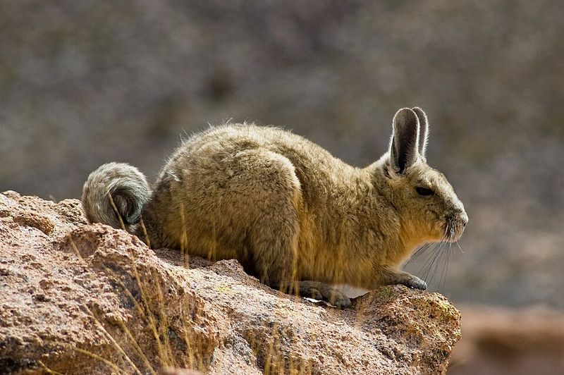 Mountain Viscacha Mountain Viscacha