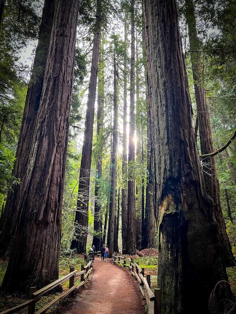Muir Woods National Monument, Mill Valley, California