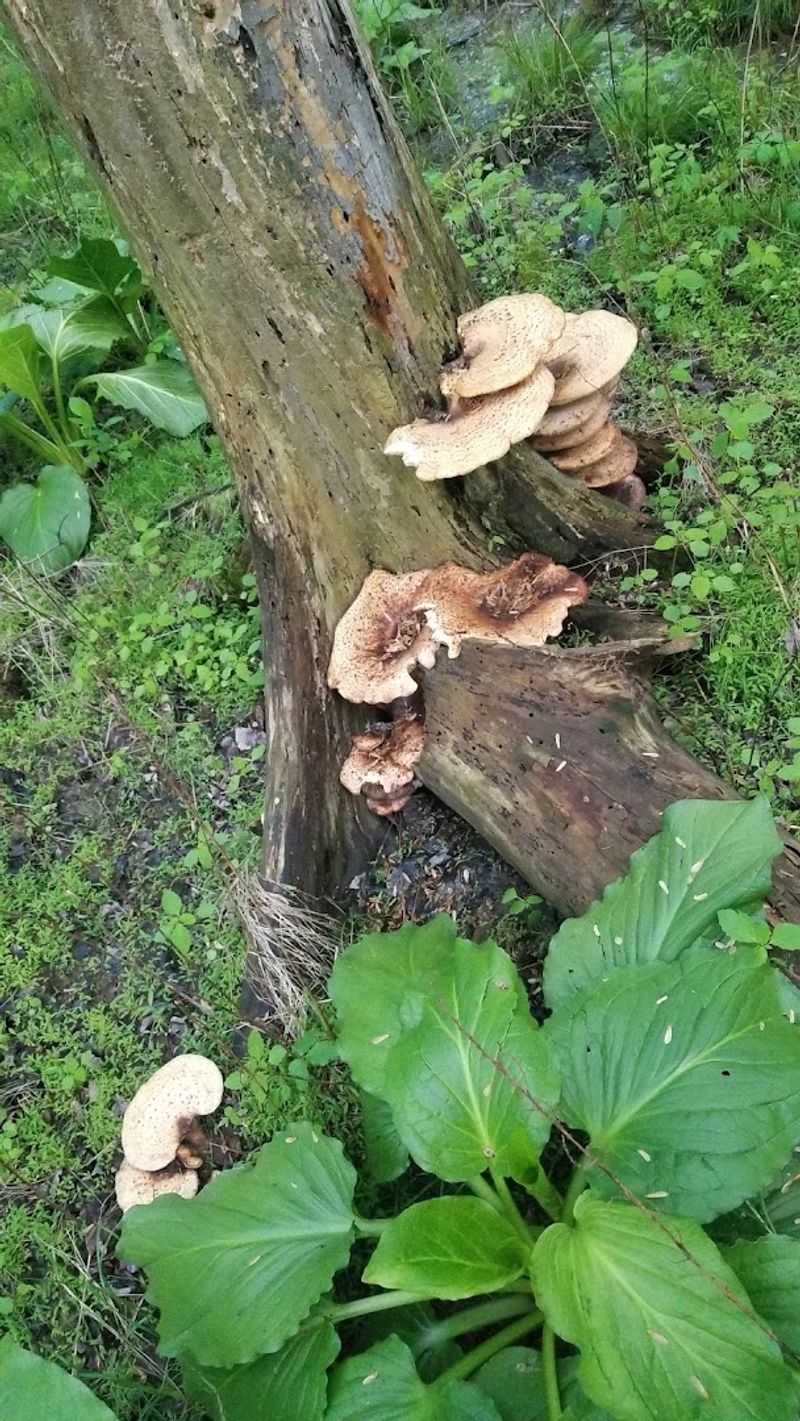 Mushrooms, Wildlife, and the Quieter Side of the Park Mushrooms, Wildlife, and the Quieter Side of the Park