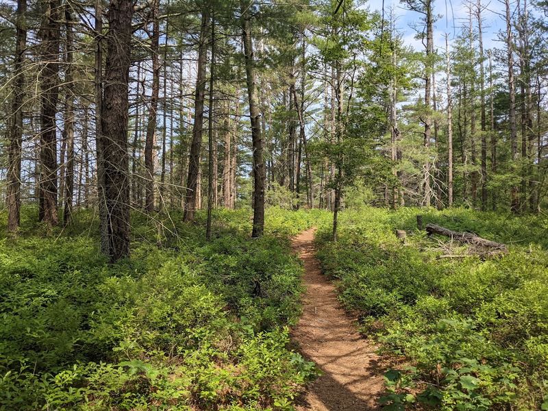 Myles Standish State Forest Myles Standish State Forest