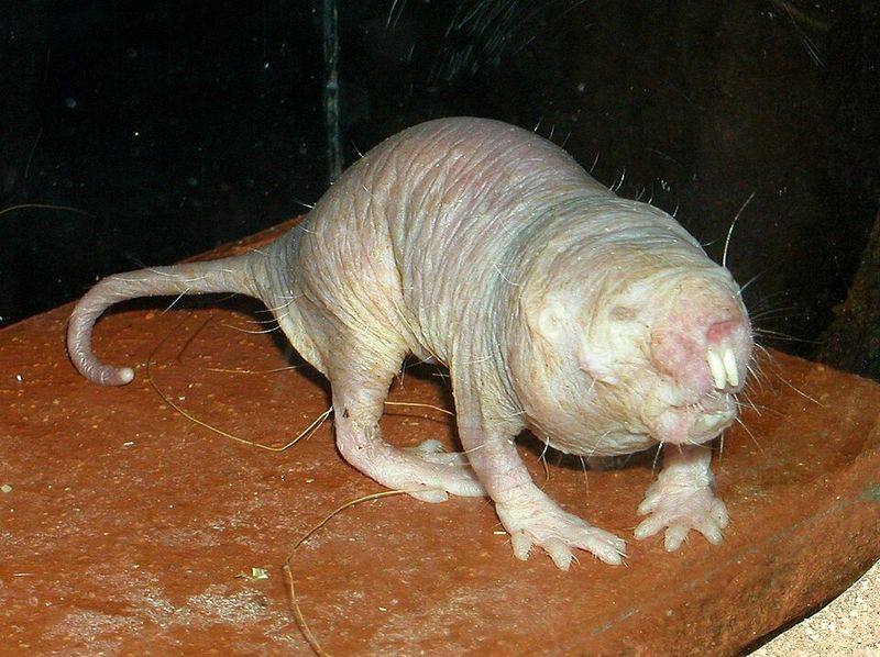 Naked Mole-Rat Naked Mole-Rat