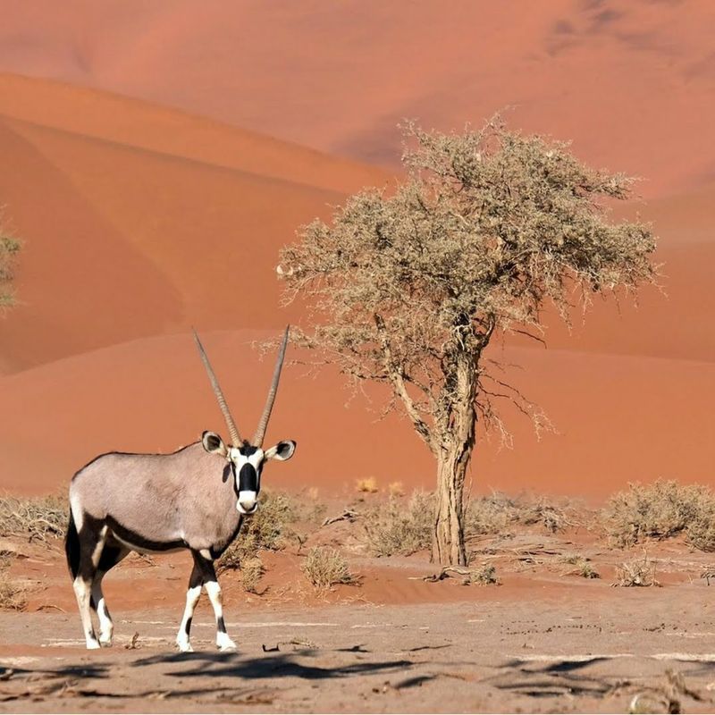 Namib Desert and Sossusvlei, Namibia