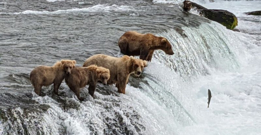National Parks Where Bear Sightings Are More Common Than You Think