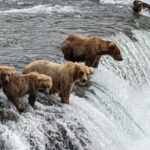 National Parks Where Bear Sightings Are More Common Than You Think