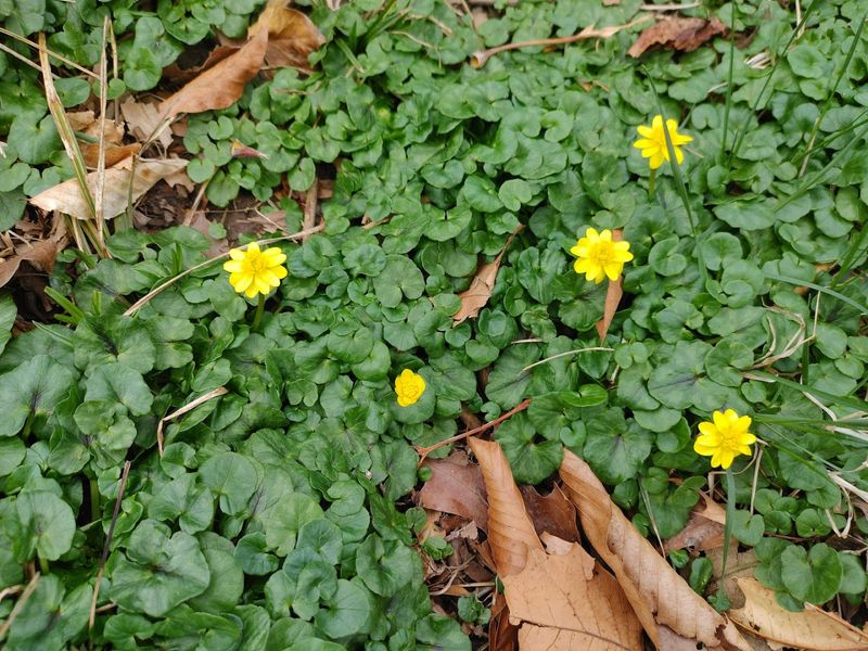 Native Plant Pollinator Gardens Worth a Slow Look Native Plant Pollinator Gardens Worth a Slow Look