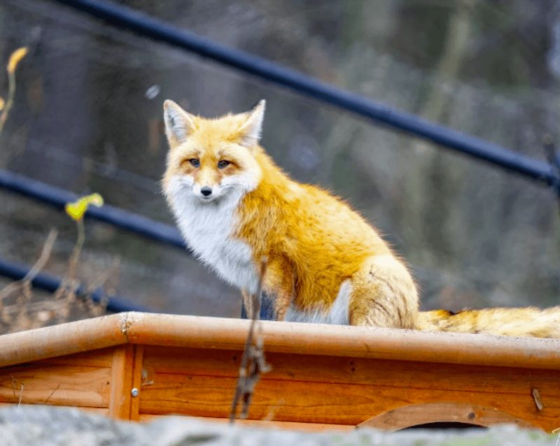 Native Wildlife Exhibits That Go Well Beyond The Typical Farm Visit Native Wildlife Exhibits That Go Well Beyond The Typical Farm Visit