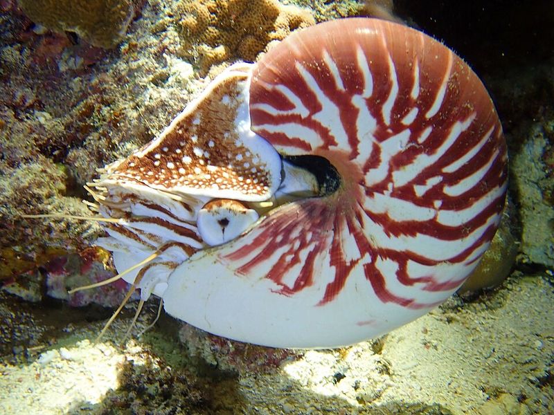 Nautilus Nautilus