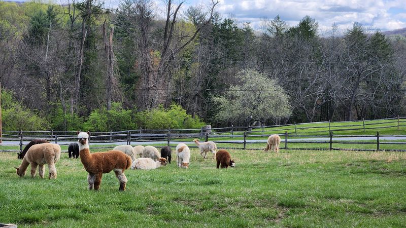 Nearly 40 Alpacas, Each With a Personality of Their Own Nearly 40 Alpacas, Each With a Personality of Their Own