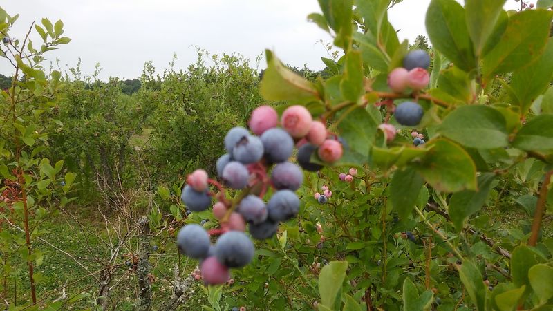 Nelson Blueberry Farm - Bridgeton, North Carolina Nelson Blueberry Farm - Bridgeton, North Carolina