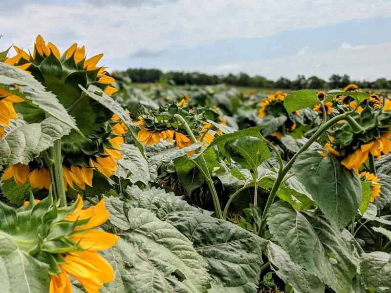 Nelson Produce Farm, Valley, Nebraska