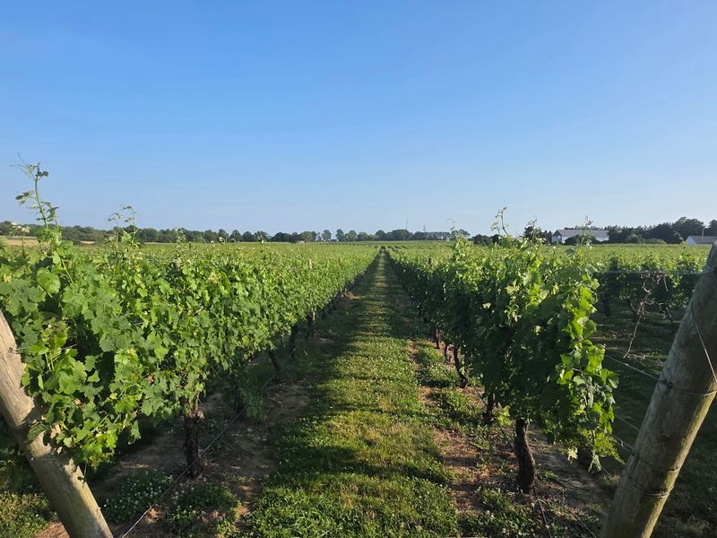Newport Vineyards, Middletown