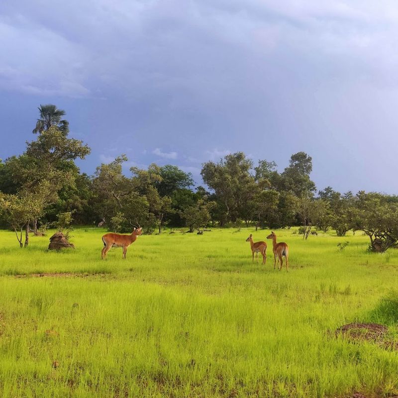 Niokolo-Koba National Park, Senegal