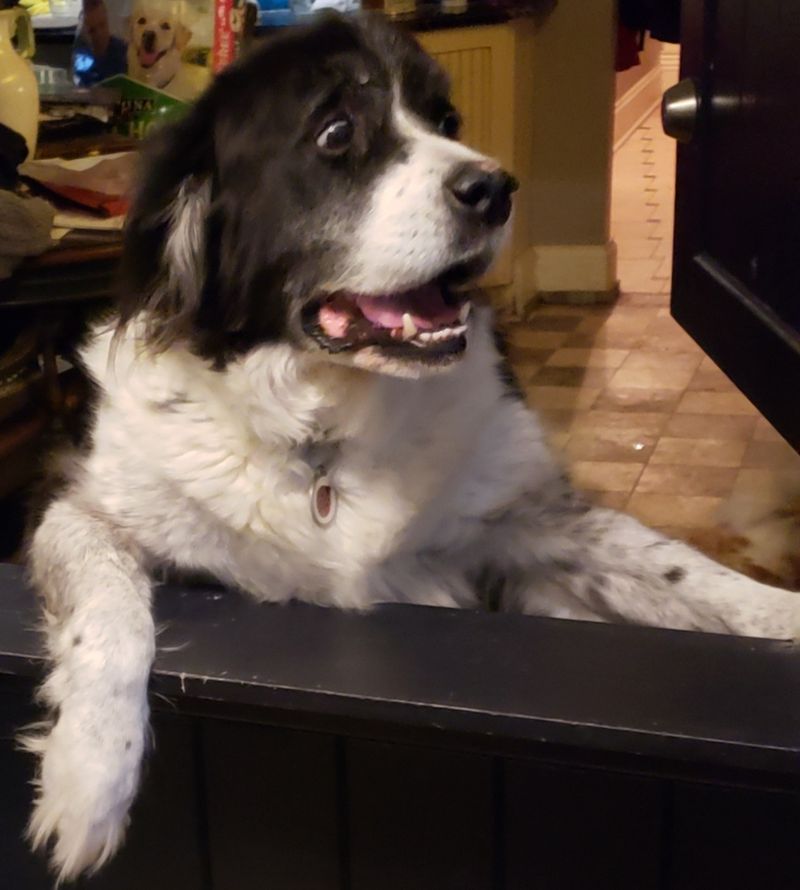 No Kennels, No Cages, No Exceptions