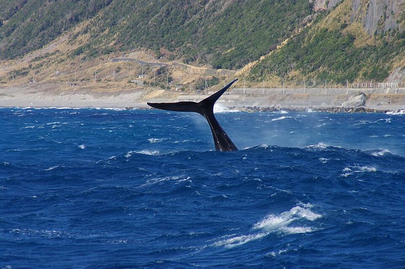 North Pacific Right Whale North Pacific Right Whale