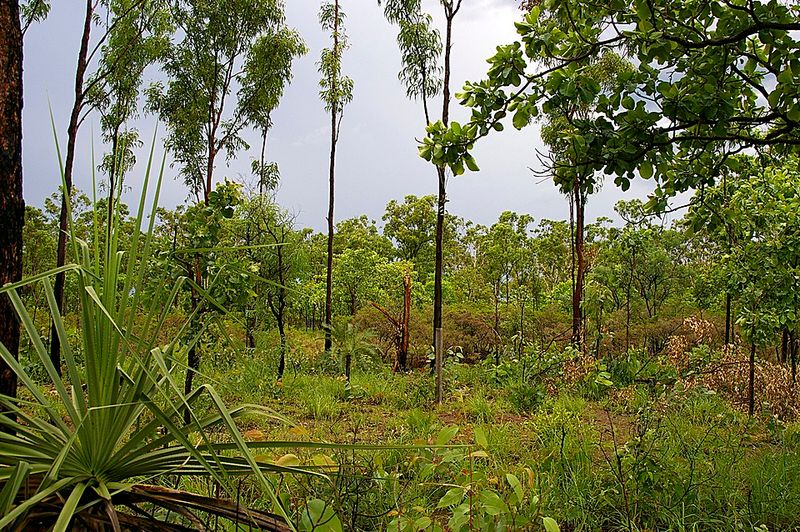 Northern Australian Tropical Savannas