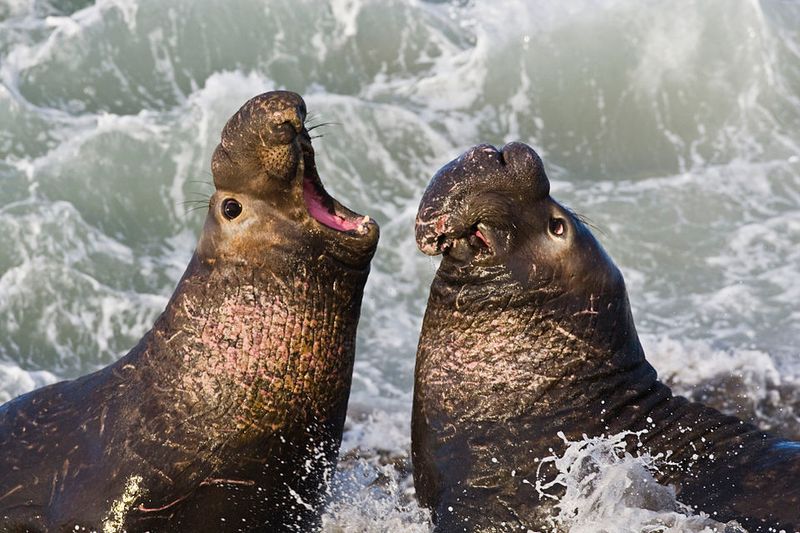 Northern Elephant Seal Northern Elephant Seal