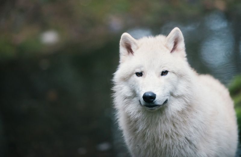 Northwest Trek Wildlife Park, Eatonville