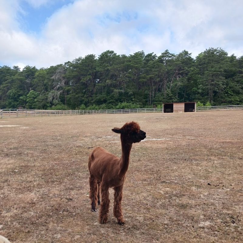 Not A Petting Zoo, And Better For It