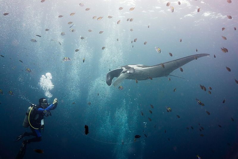Oceanic Manta Ray Oceanic Manta Ray