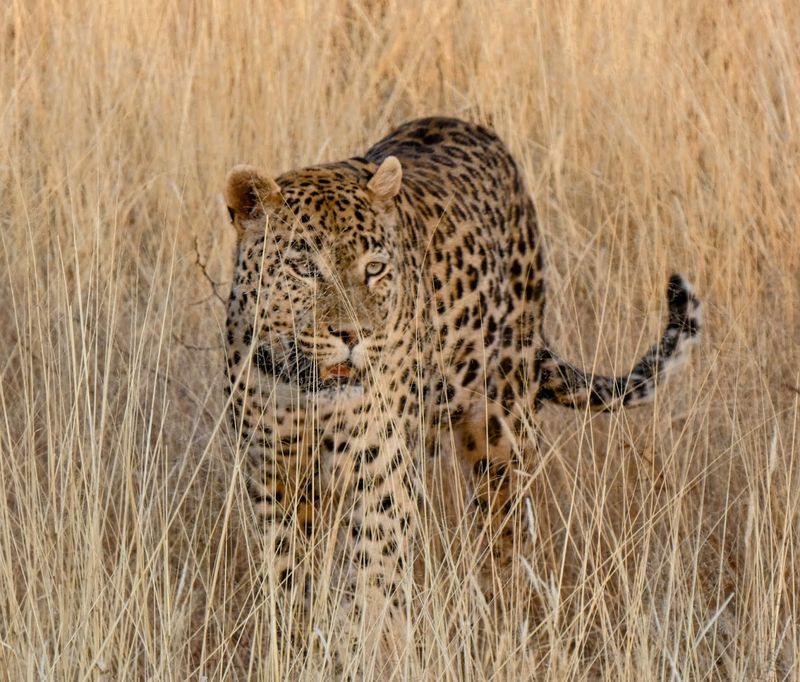 Okonjima Nature Reserve, Otjozondjupa Region, Namibia