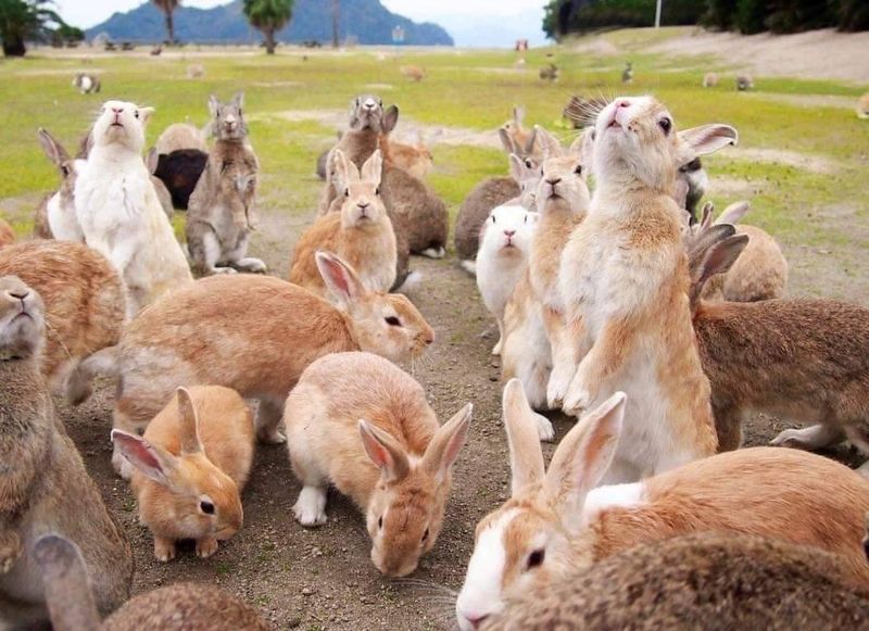 Okunoshima (Rabbit Island), Japan Okunoshima (Rabbit Island), Japan