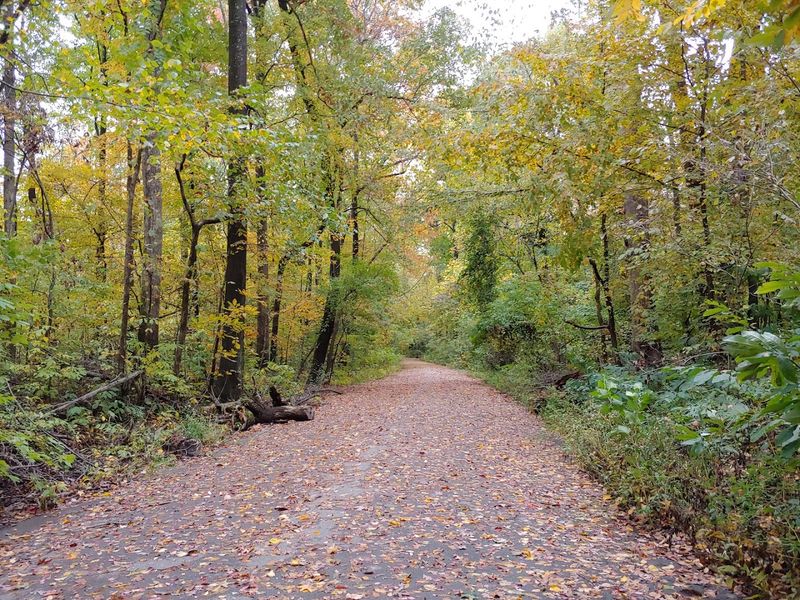 Old Forest State Natural Area, Memphis, Tennessee Old Forest State Natural Area, Memphis, Tennessee