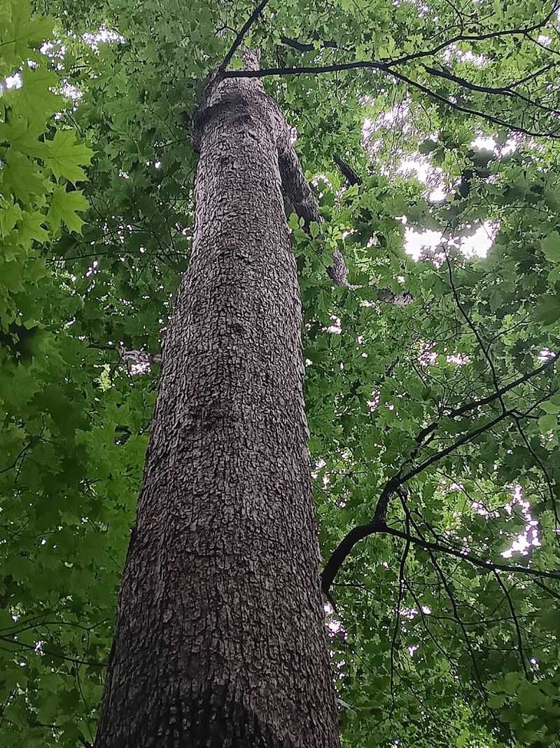 Old-Growth Forest That Has Stood for Centuries Old-Growth Forest That Has Stood for Centuries